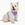 ComfortFit Color Block Dog Harness